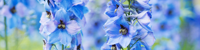 Delphinium, Larkspur